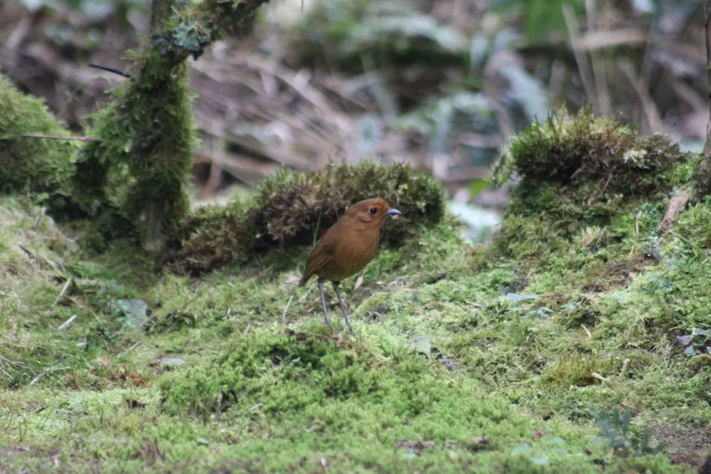 赤道蚁鸫(Grallaria saturata)