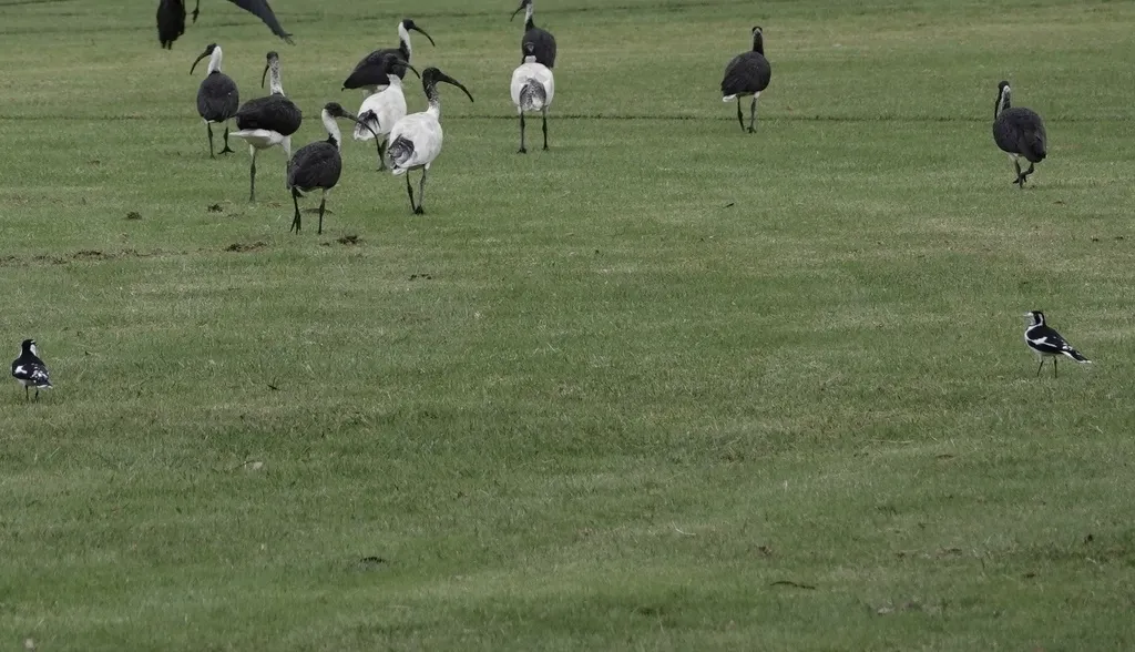 鹊鹩(Grallina cyanoleuca)