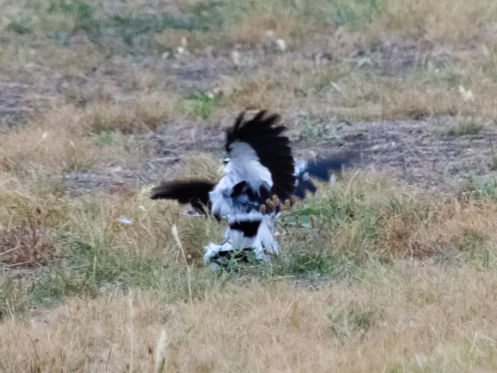 鹊鹩(Grallina cyanoleuca)