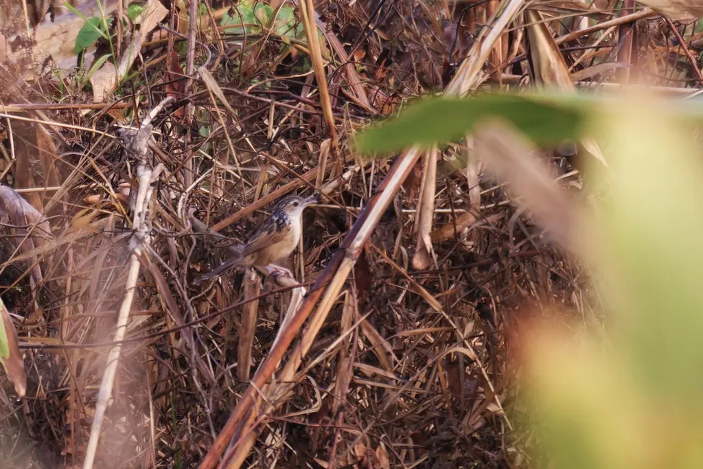 南亚草鹛(Graminicola bengalensis)