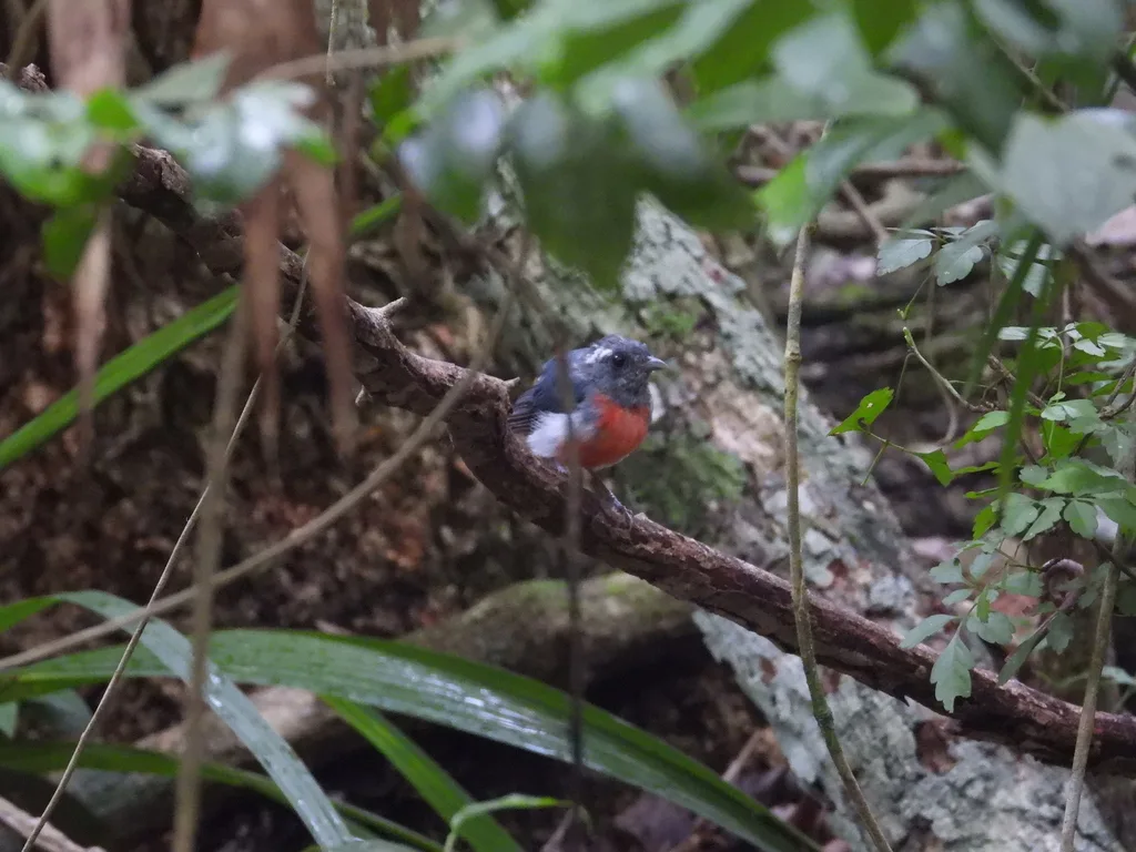 灰喉䳭莺(Granatellus sallaei)