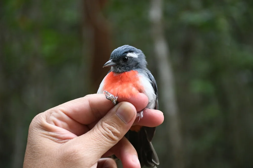 灰喉䳭莺(Granatellus sallaei)