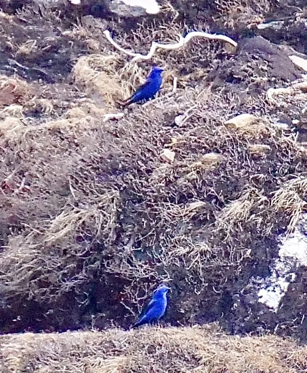 蓝大翅鸲(Grandala coelicolor)