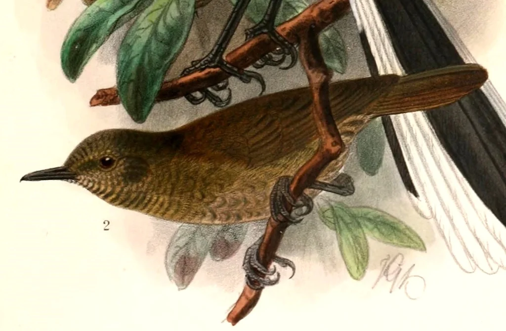 格氏丛莺(Graueria vittata)