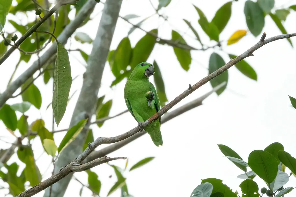 短尾鹦哥(Graydidascalus brachyurus)