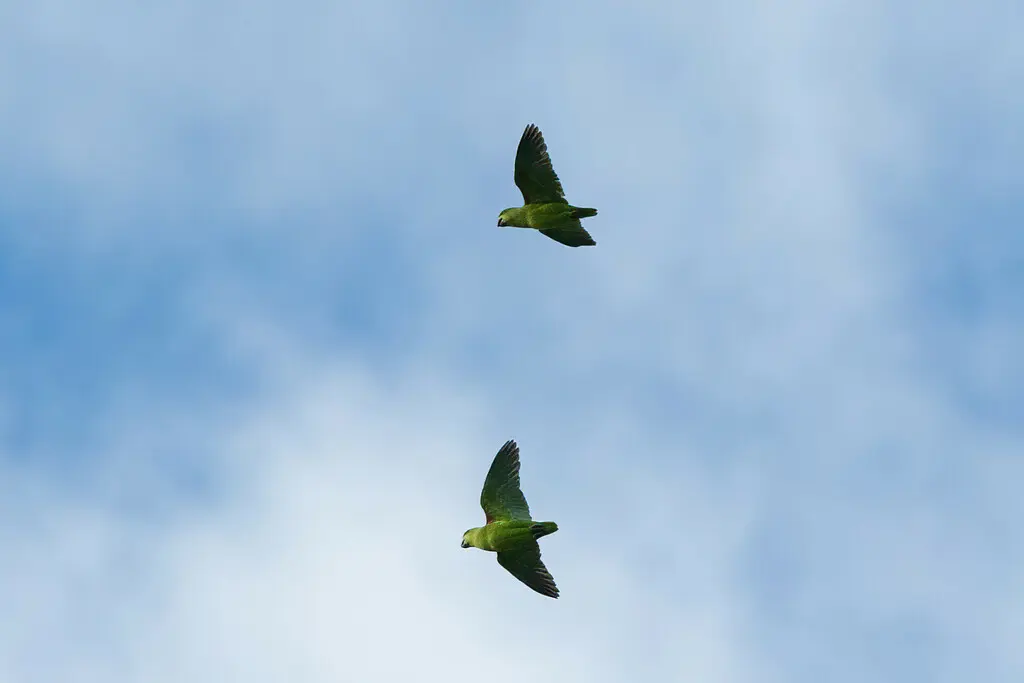 短尾鹦哥(Graydidascalus brachyurus)