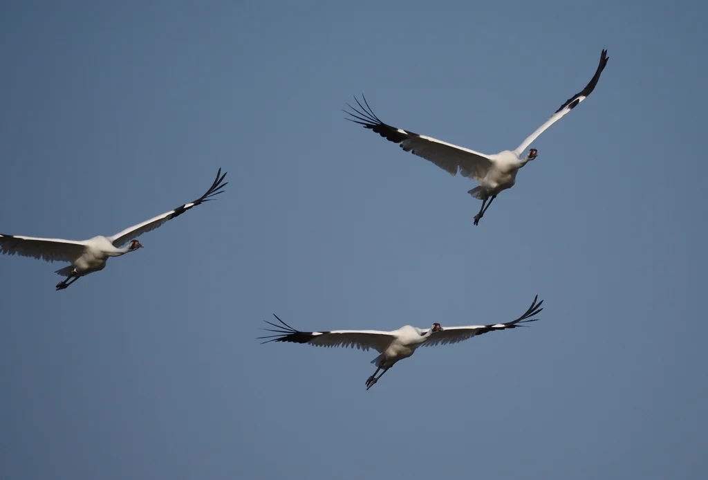 美洲鹤(Grus americana)