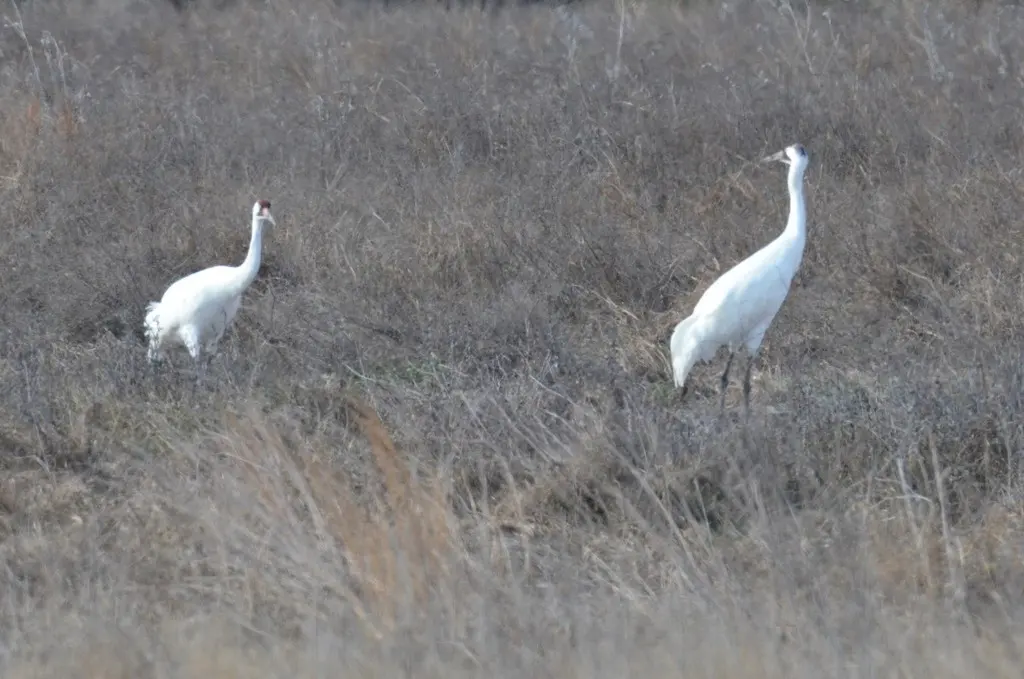 美洲鹤(Grus americana)