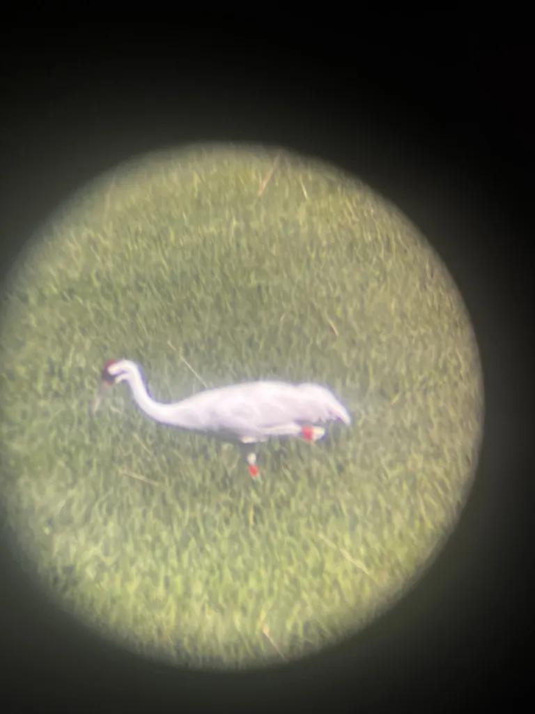 美洲鹤(Grus americana)