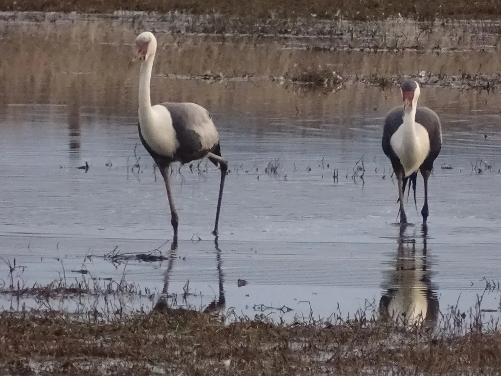 肉垂鹤(Grus carunculata)