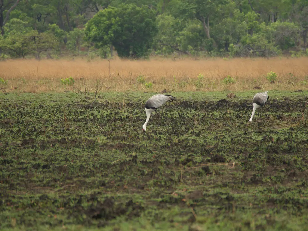 肉垂鹤(Grus carunculata)