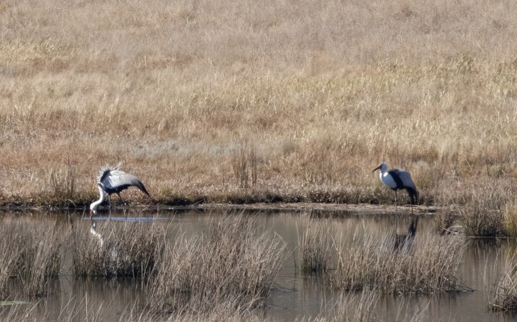 肉垂鹤(Grus carunculata)