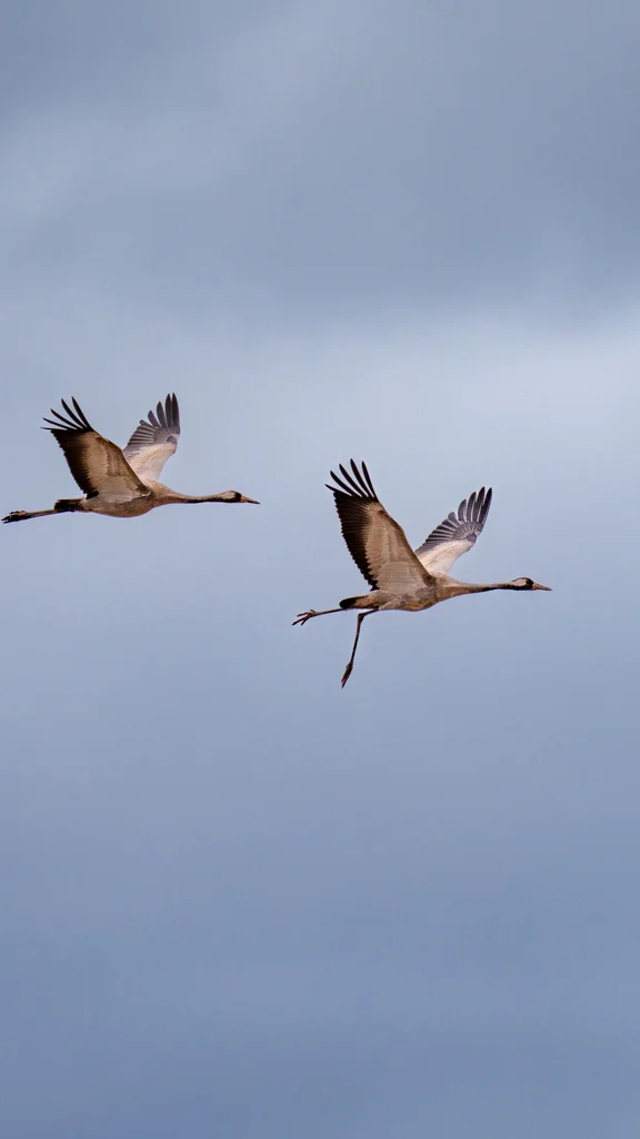 灰鹤（Grus grus）