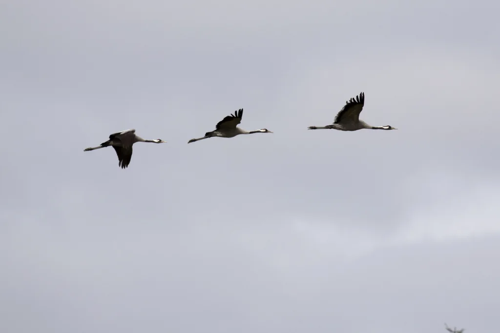 灰鹤（Grus grus）