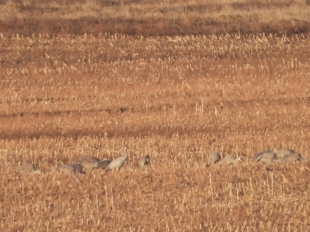 灰鹤（Grus grus）