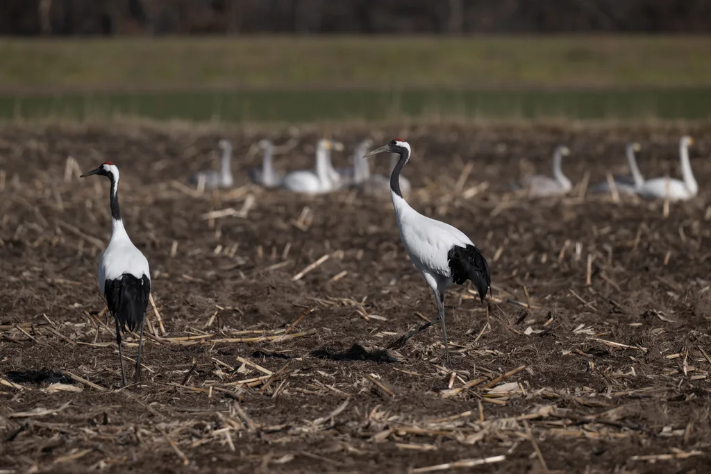 丹顶鹤(Grus japonensis)
