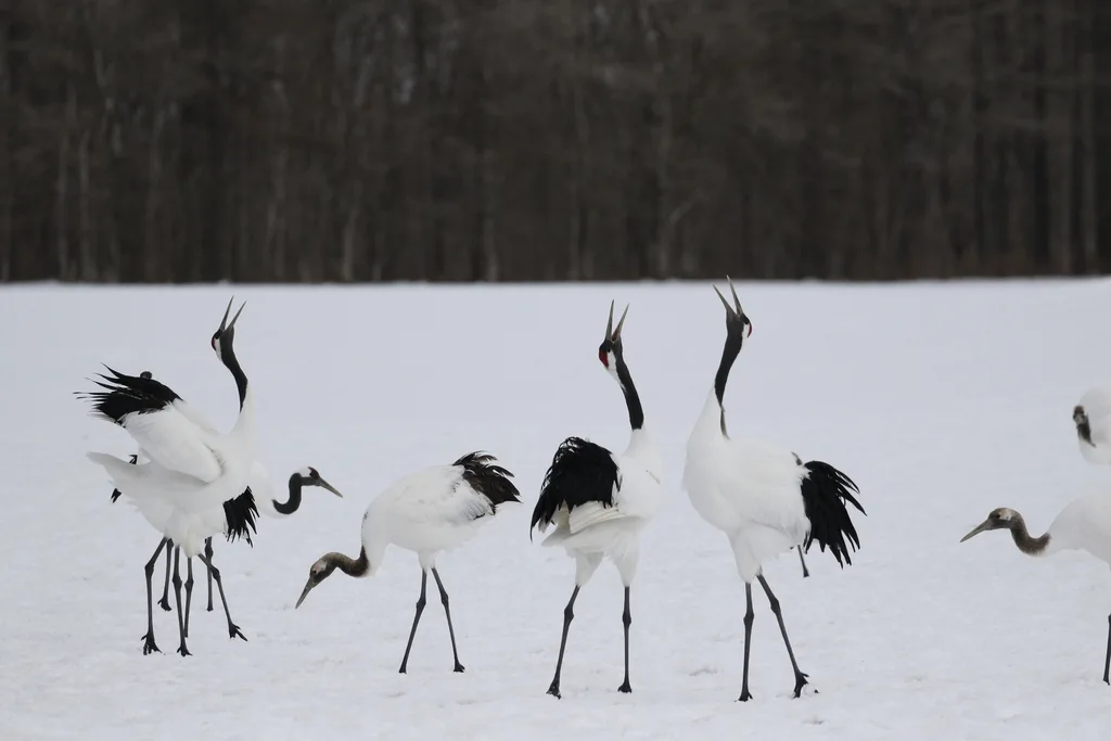 丹顶鹤(Grus japonensis)