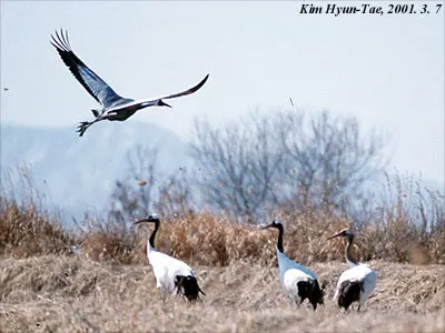 丹顶鹤(Grus japonensis)