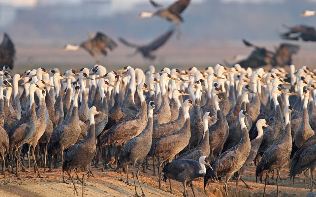 白头鹤(Grus monacha)