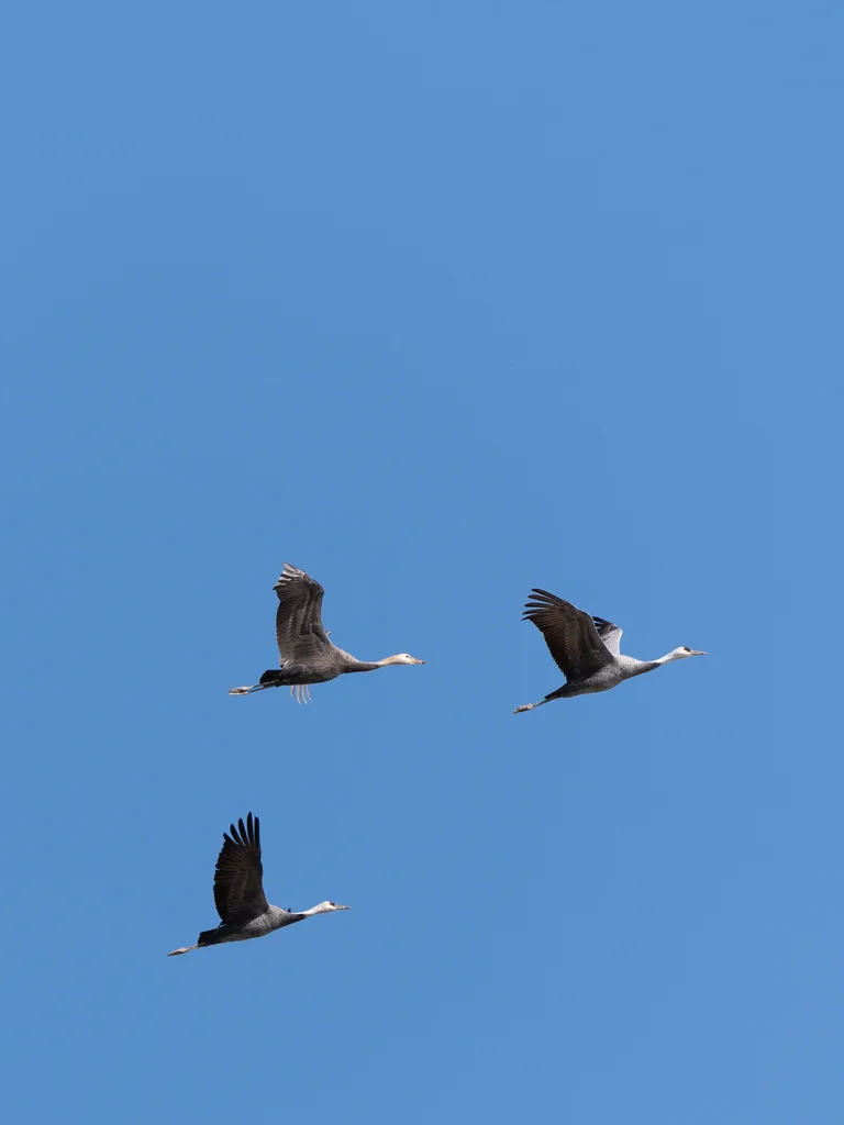 白头鹤(Grus monacha)