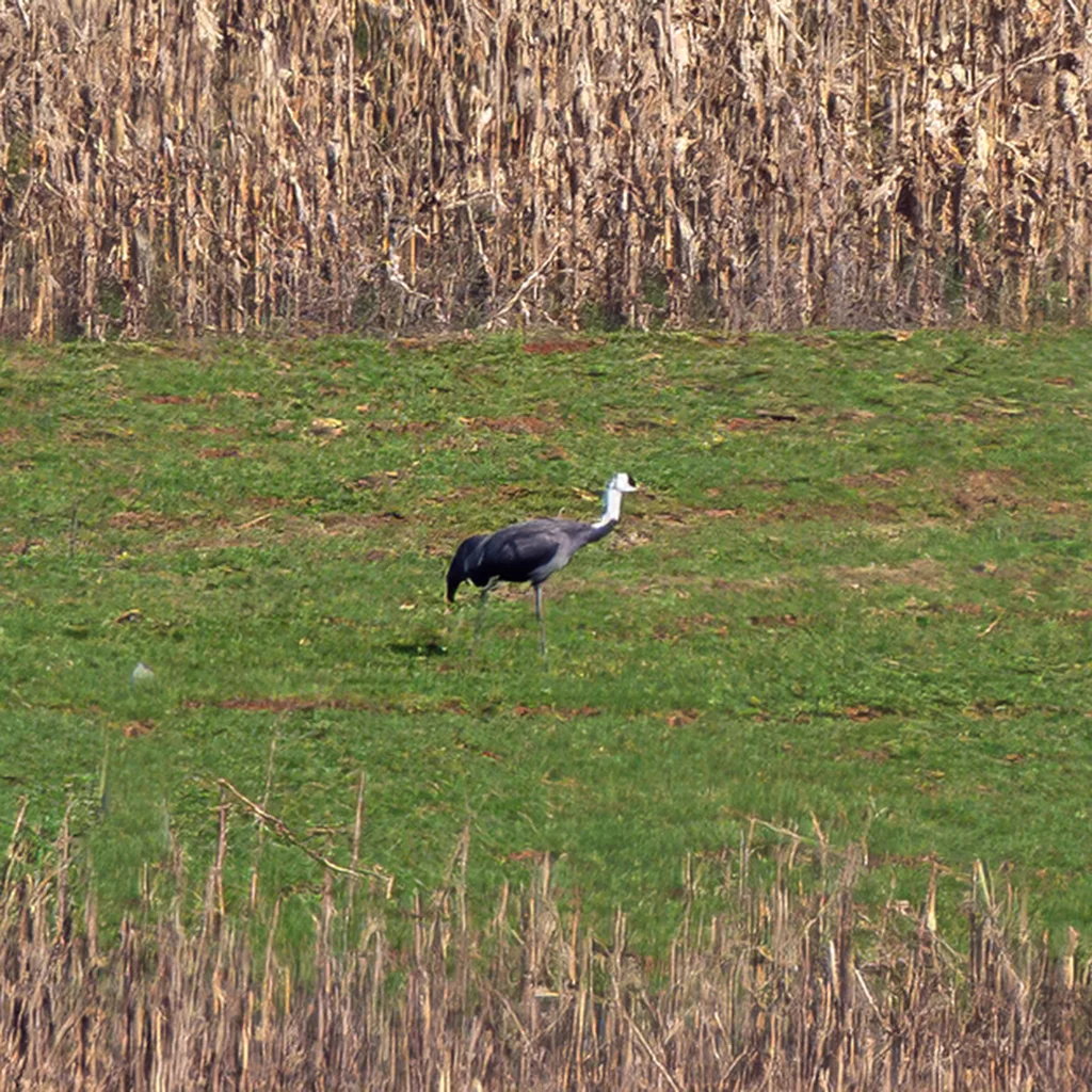 白头鹤(Grus monacha)