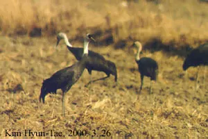 白头鹤(Grus monacha)