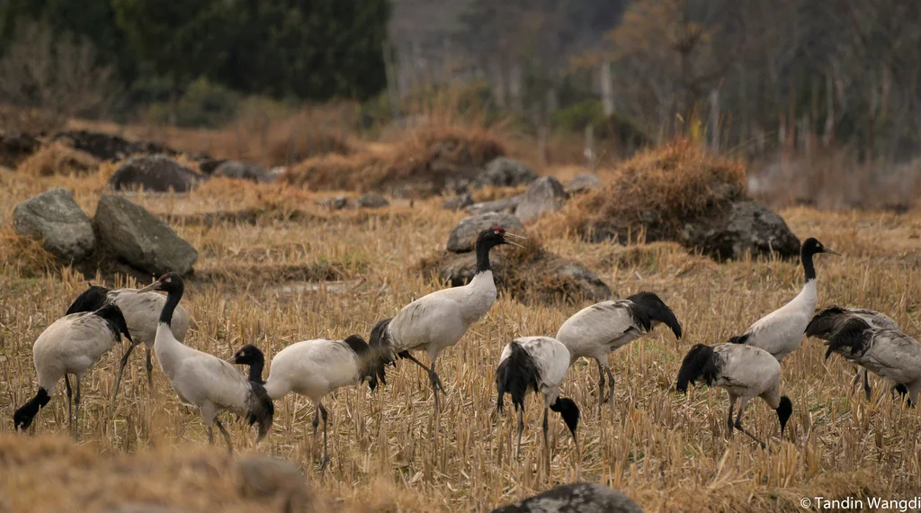 黑颈鹤(Grus nigricollis)