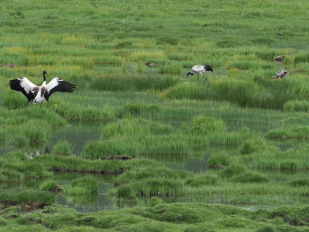黑颈鹤(Grus nigricollis)