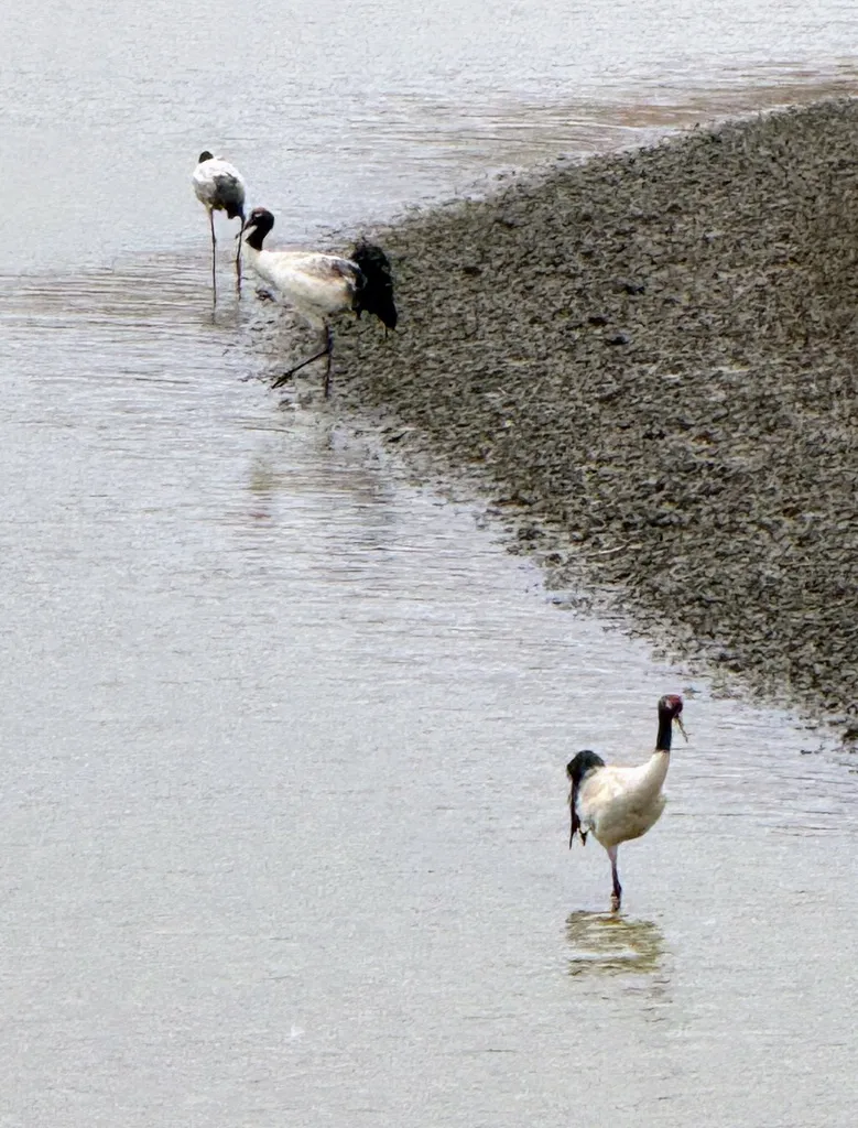 黑颈鹤(Grus nigricollis)