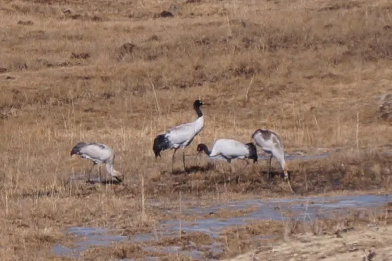 黑颈鹤(Grus nigricollis)