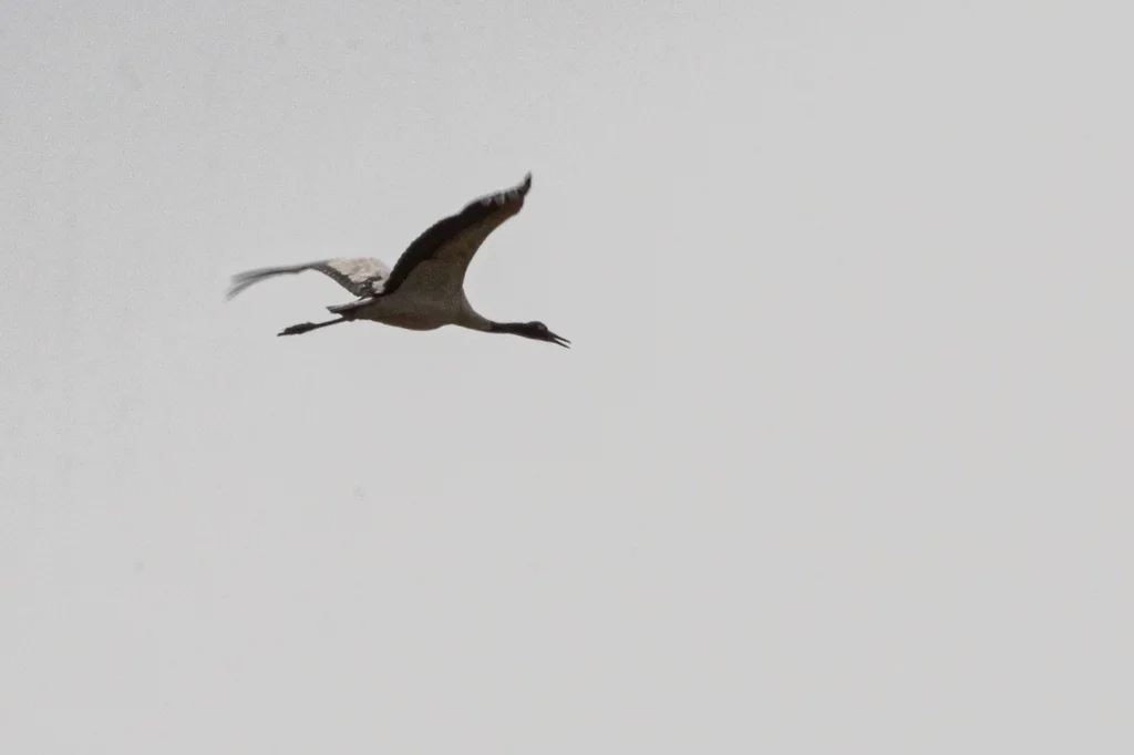 黑颈鹤(Grus nigricollis)