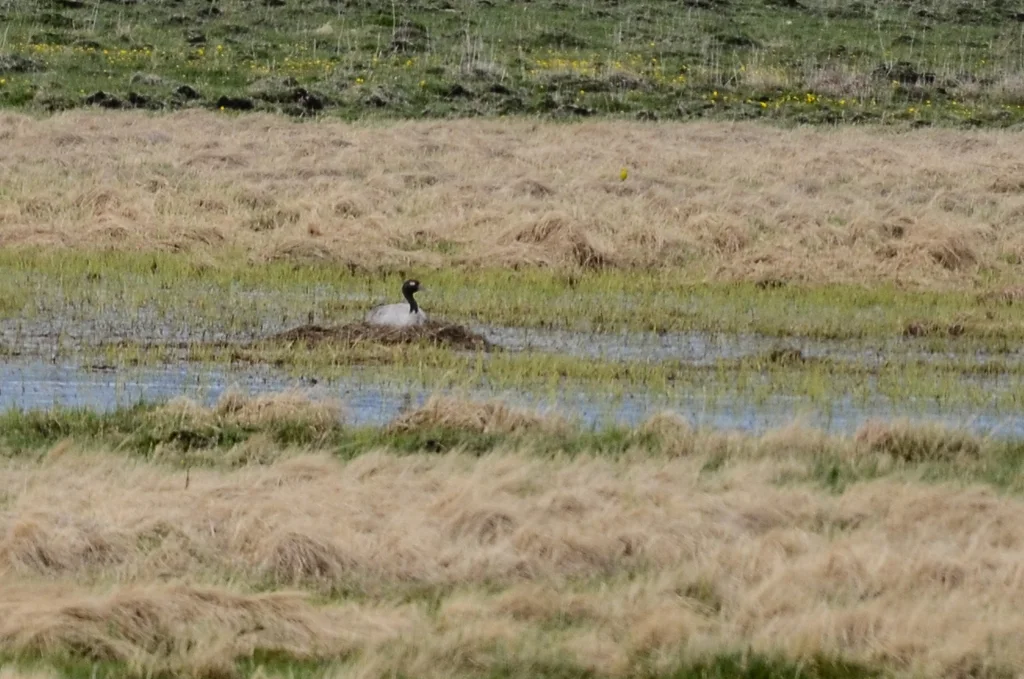 黑颈鹤(Grus nigricollis)