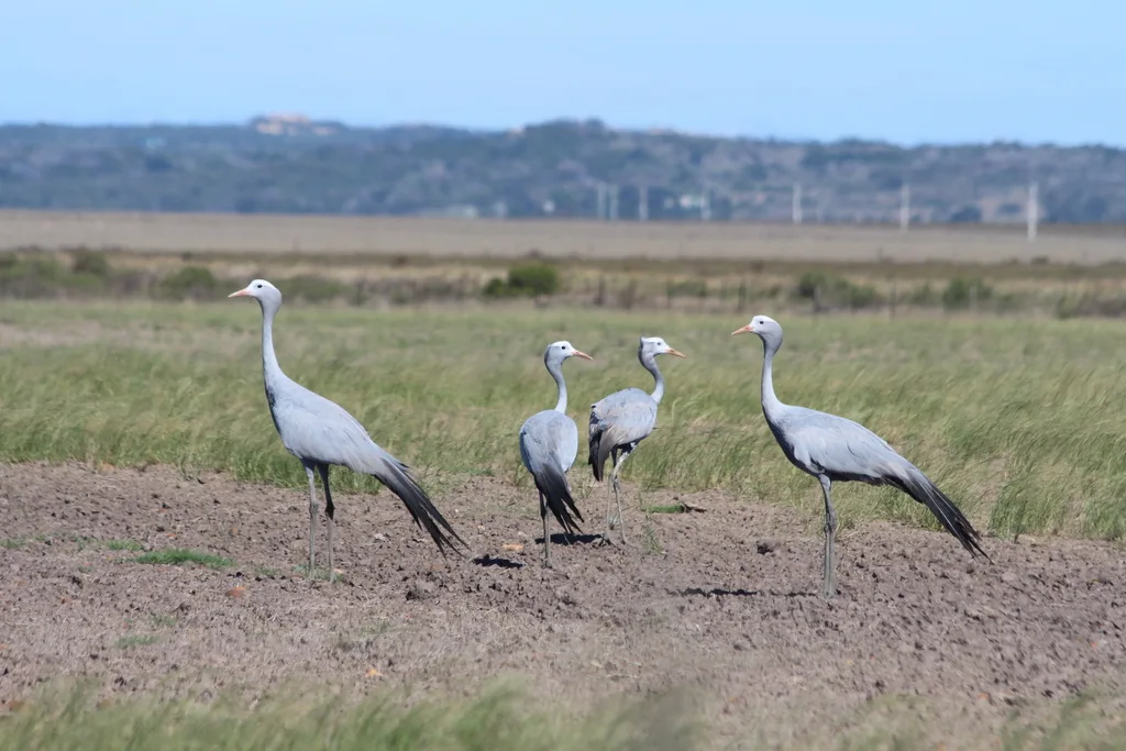 蓝蓑羽鹤(Grus paradisea)