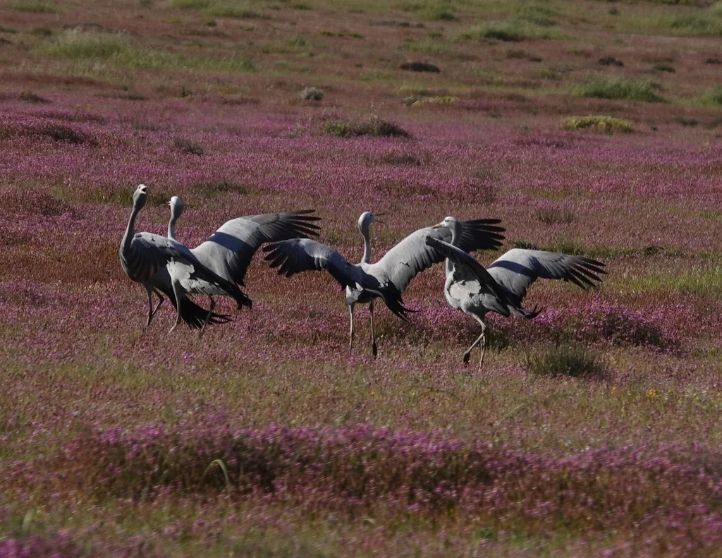 蓝蓑羽鹤(Grus paradisea)