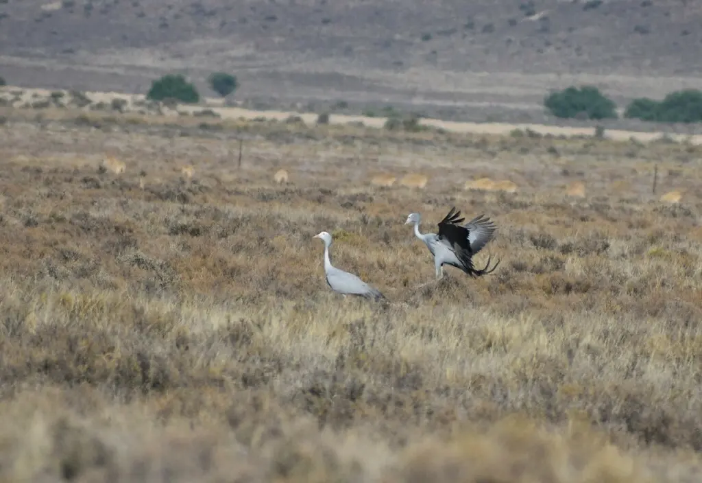 蓝蓑羽鹤(Grus paradisea)