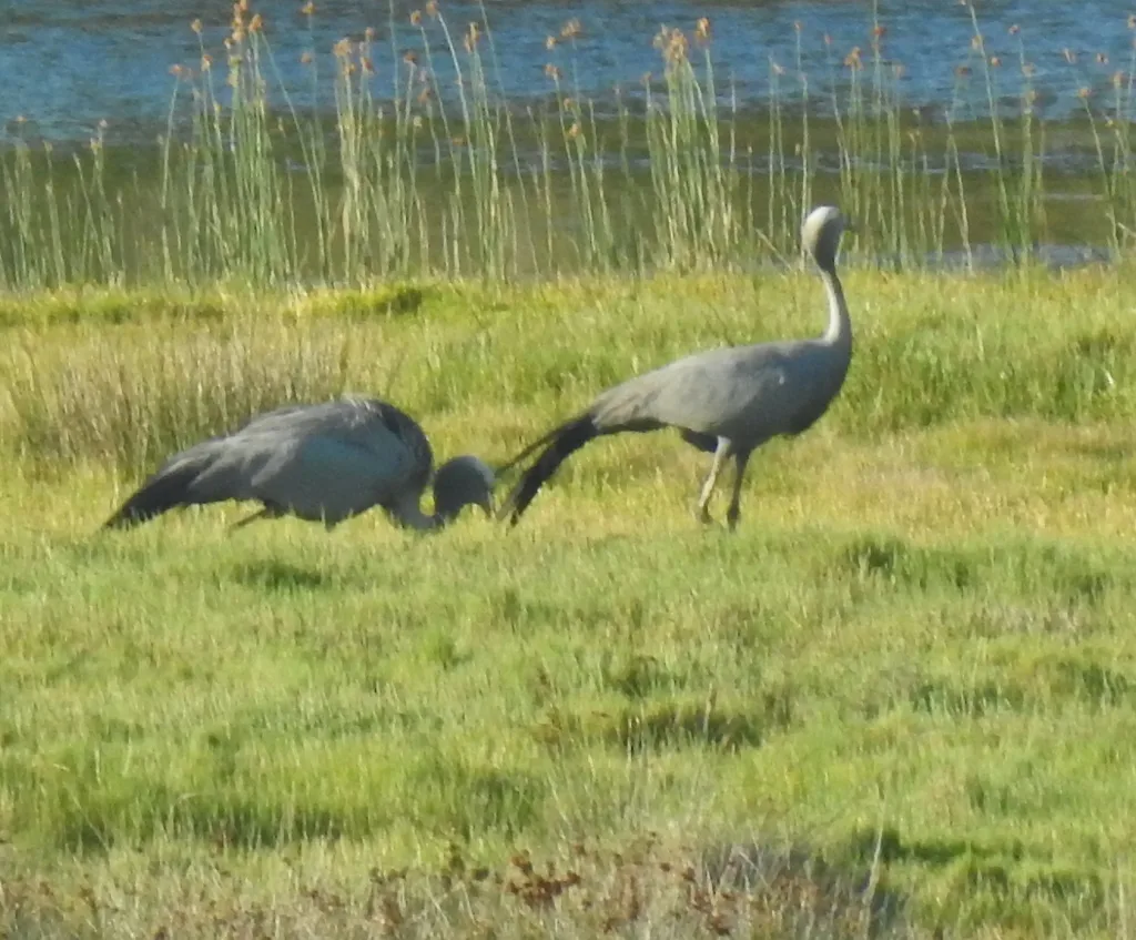 蓝蓑羽鹤(Grus paradisea)