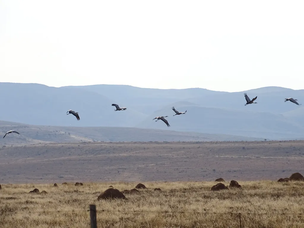 蓝蓑羽鹤(Grus paradisea)