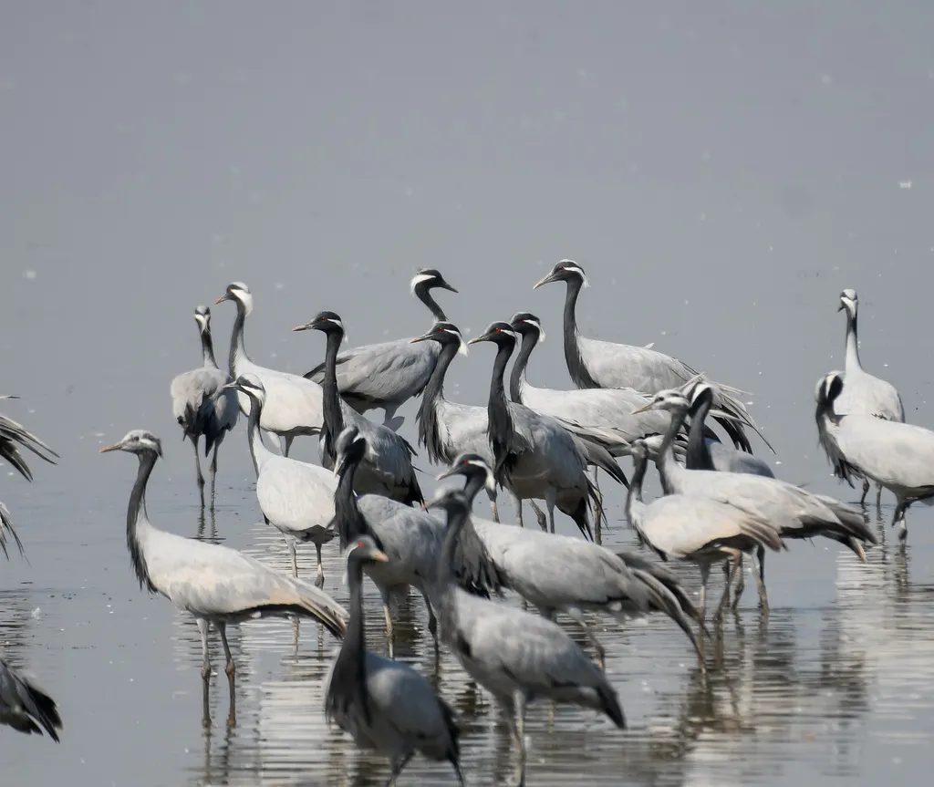 蓑羽鹤(Grus virgo)
