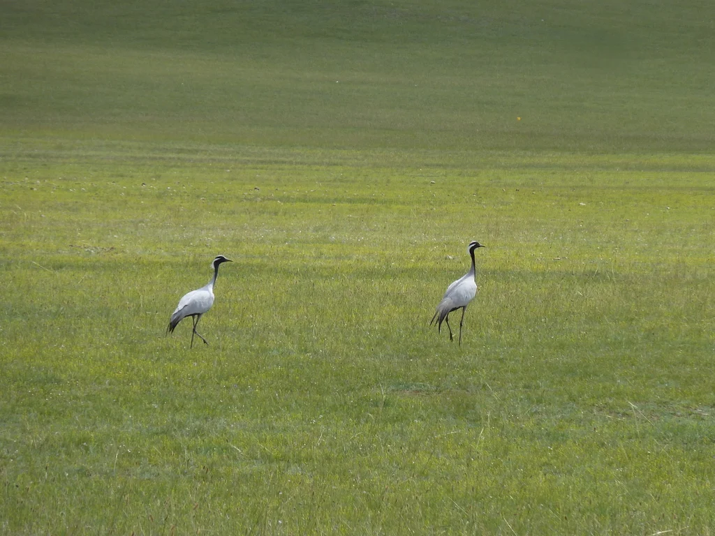 蓑羽鹤(Grus virgo)
