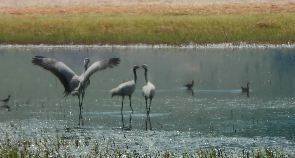 蓑羽鹤(Grus virgo)