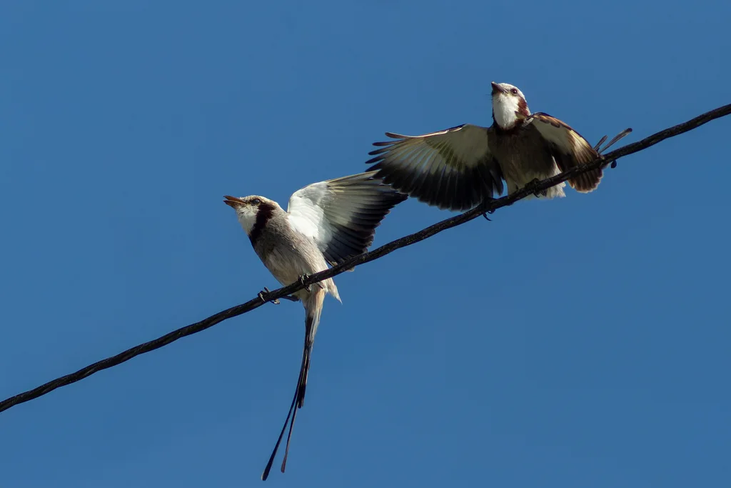 飘带尾霸鹟(Gubernetes yetapa)