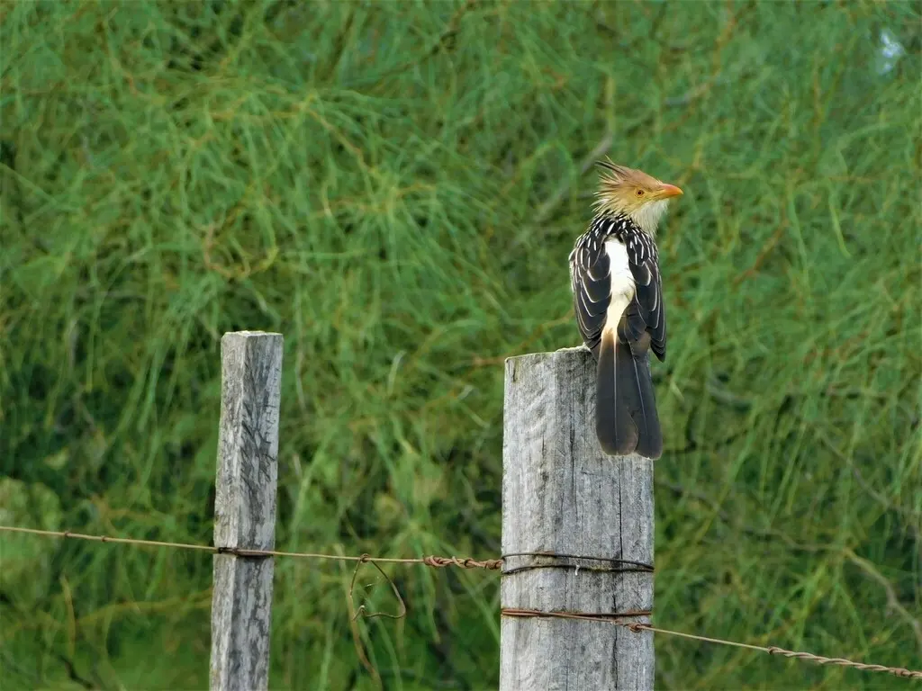 圭拉鹃(Guira guira)