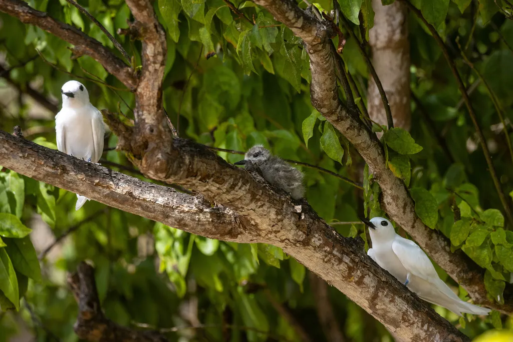 白燕鸥(Gygis alba)