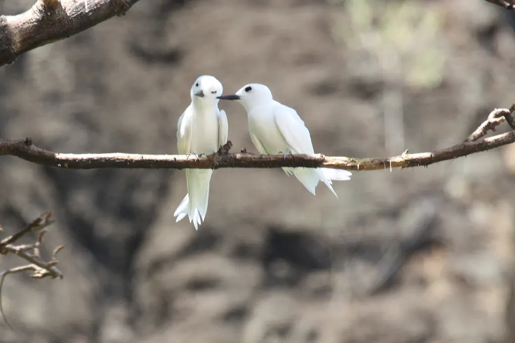 白燕鸥(Gygis alba)