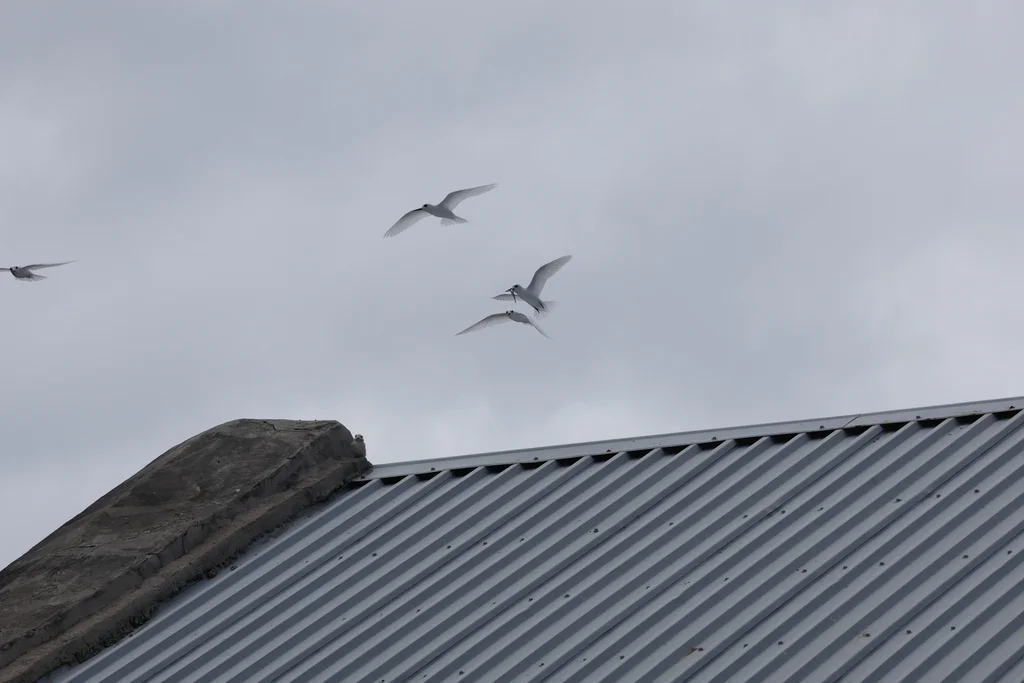 白燕鸥(Gygis alba)