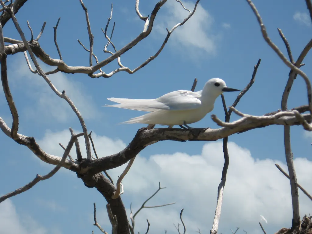 小白燕鸥(Gygis microrhyncha)