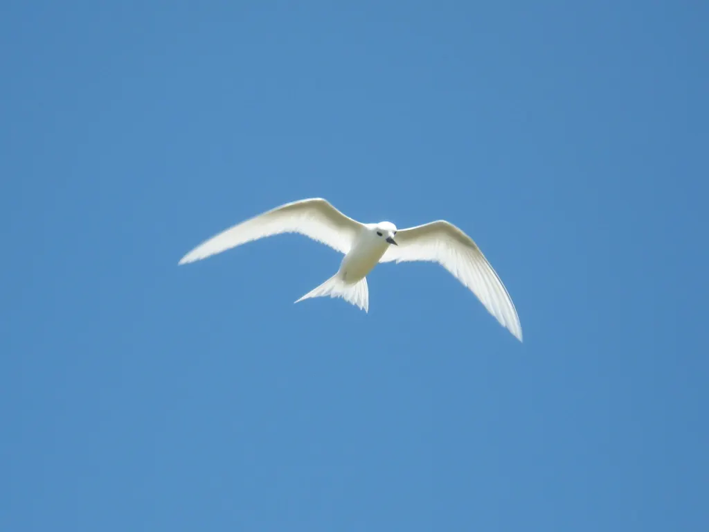 小白燕鸥(Gygis microrhyncha)
