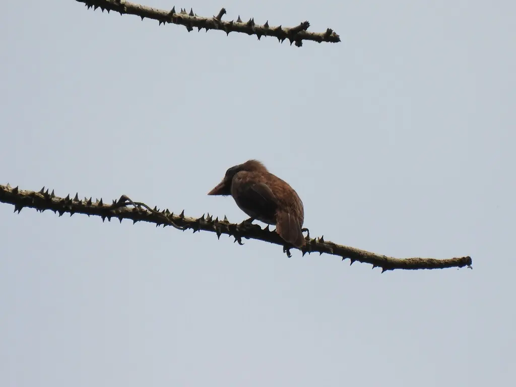 裸颊拟啄木鸟(Gymnobucco calvus)