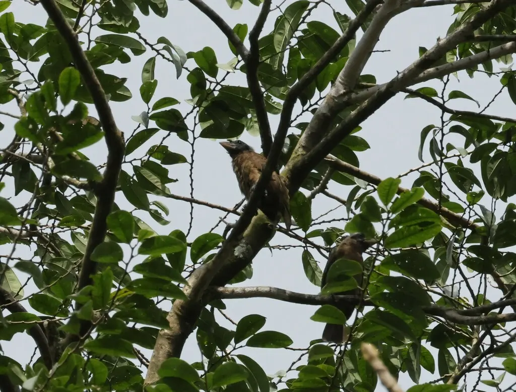 须鼻拟啄木鸟(Gymnobucco peli)
