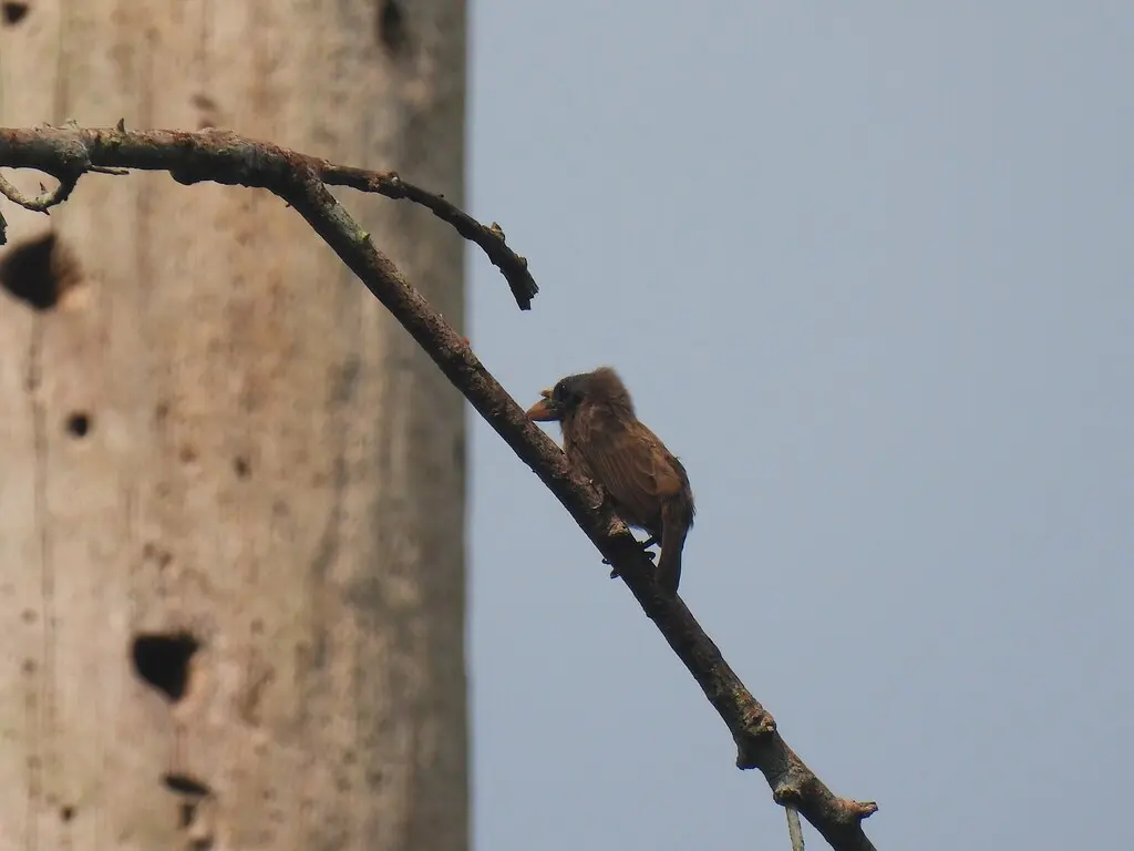 须鼻拟啄木鸟(Gymnobucco peli)
